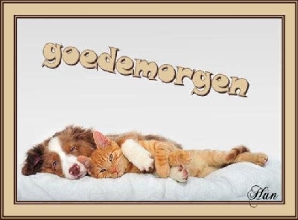 Goedemorgen