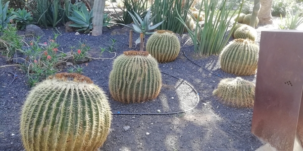 3 Santa Cruz, Botanische tuin  _152618