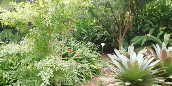 6C PuertoCruz,  Botanische tuin _160021