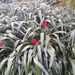 6C PuertoCruz,  Botanische tuin _160328