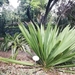 6C PuertoCruz,  Botanische tuin _161338