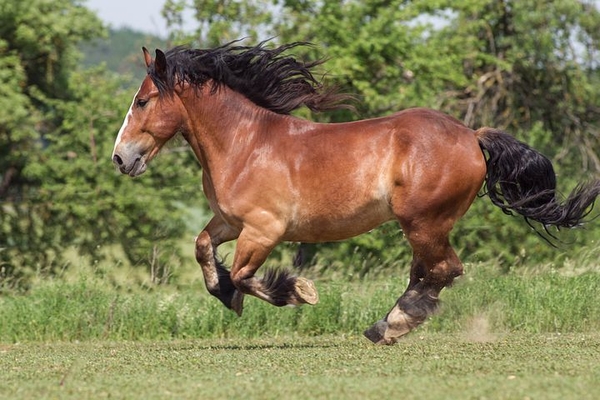 horse-4931143__480