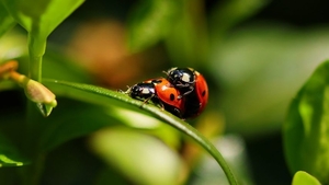 ladybug-4988122__480