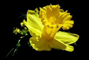 daffodil-4664015__480