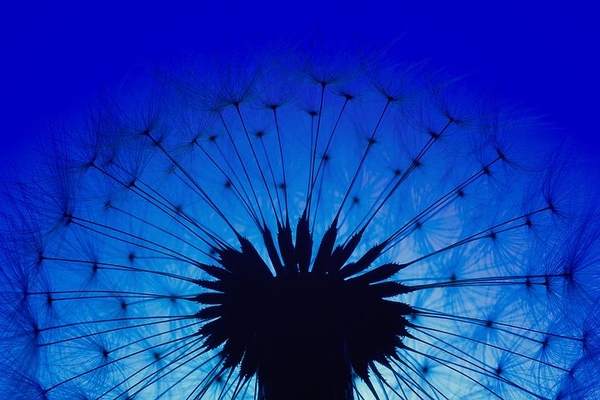 dandelion-3199372__480