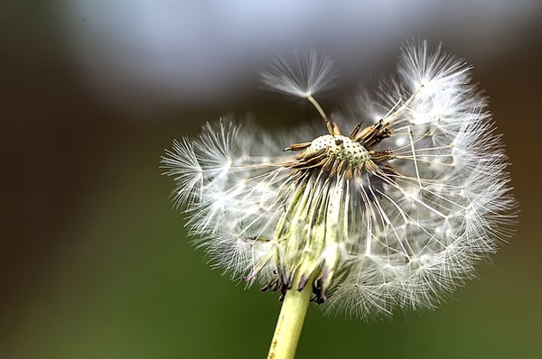 dandelion-4492884__480