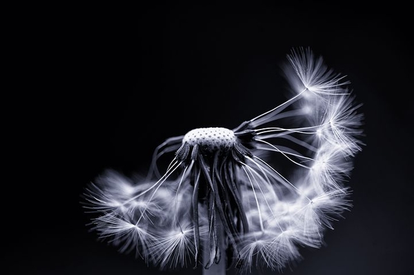 dandelion-4724748__480