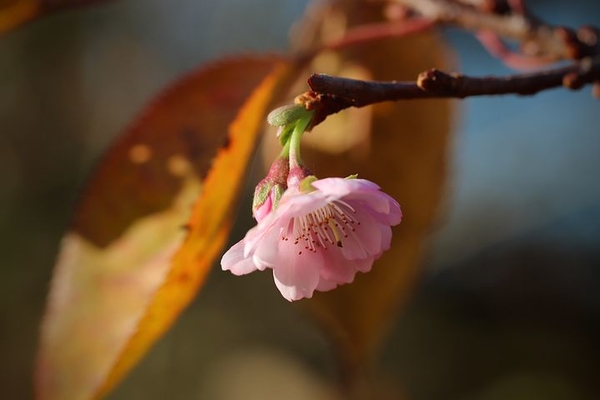 flowering-twig-4787578__480