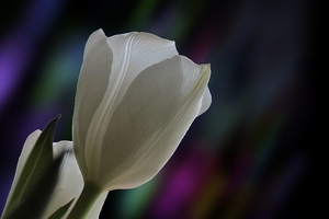 tulip-4776085__480