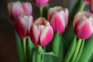tulip-buds-4758327__480