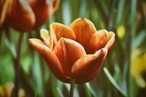 tulips-4773209__480