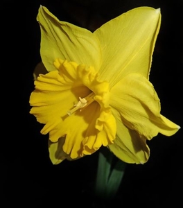 daffodil-3589260__480