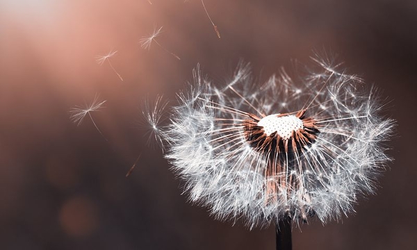 dandelion-3416140__480