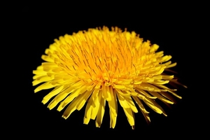 dandelion-flower-3336048__480
