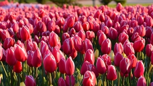 tulips-3251577__480