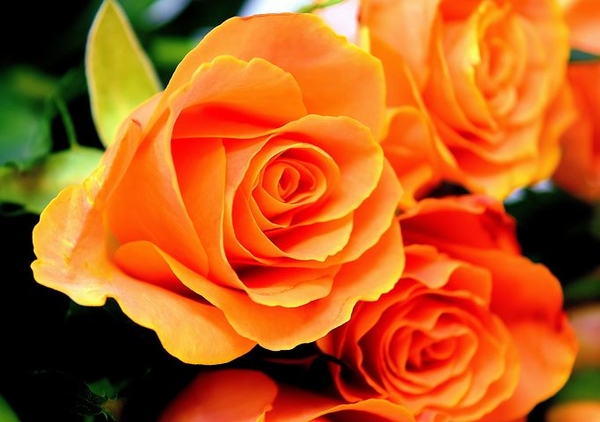 roses-3212568__480