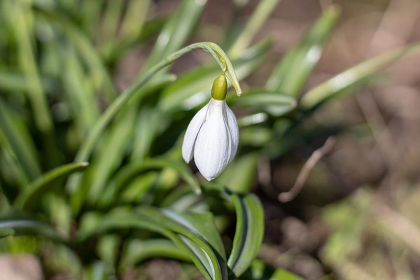 snowdrop-4659843__480