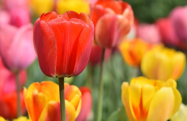 tulip-4322635__480