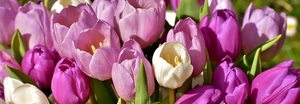 tulips-3319261__480