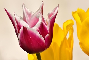 tulips-3351904__480