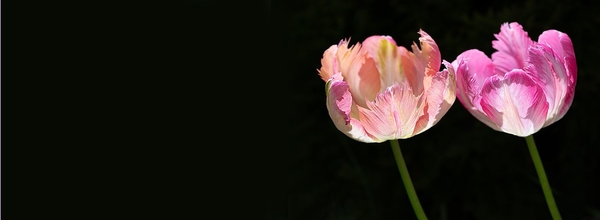 tulips-3443687__480