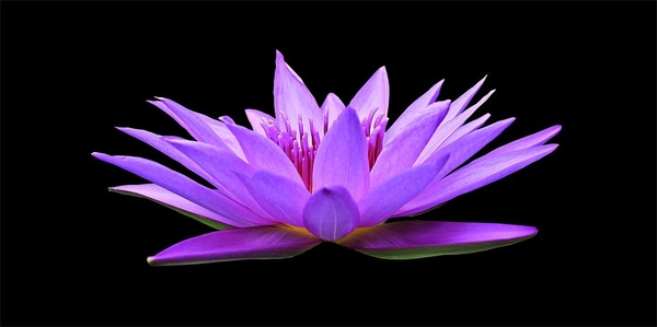 water-lily-1592771__480