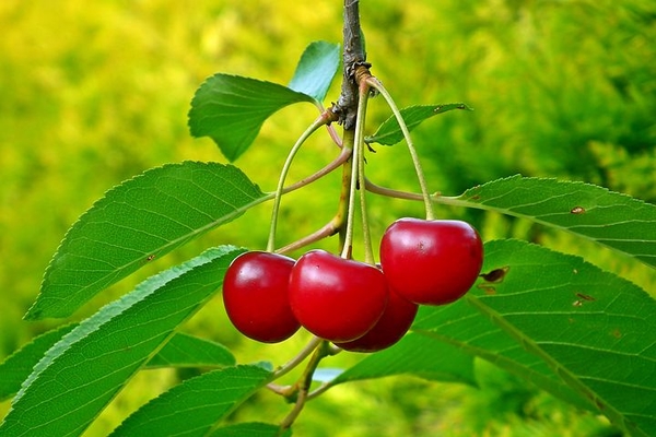 cherries-4746334__480