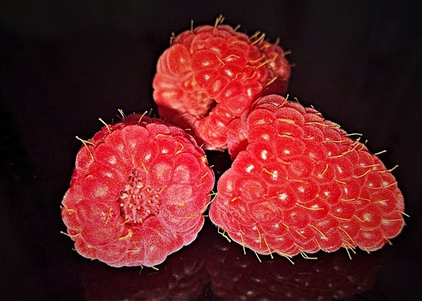 raspberries-3558844__480