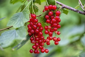 red-currant-4385121__480