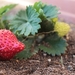 strawberry-4667387__480