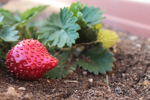 strawberry-4667387__480
