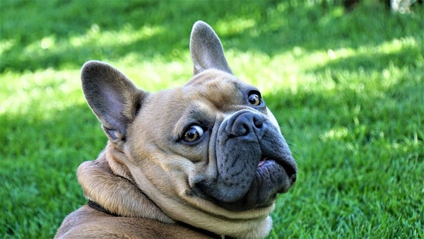 Copy (1) of french-bulldog-4278114__480