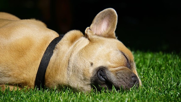 Copy (1) of french-bulldog-4291119__480