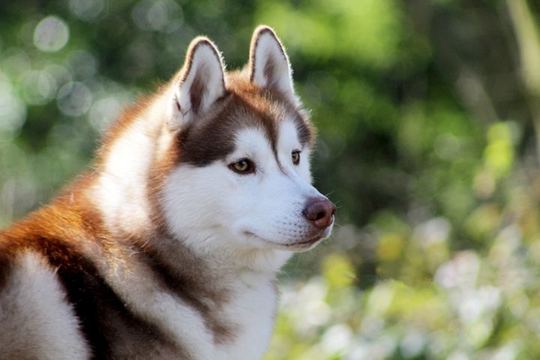 Copy (1) of siberian-husky-4565849__480