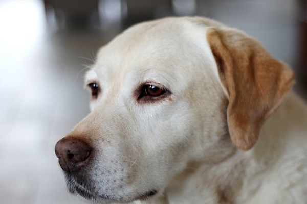 labrador-retriever-4725592__480