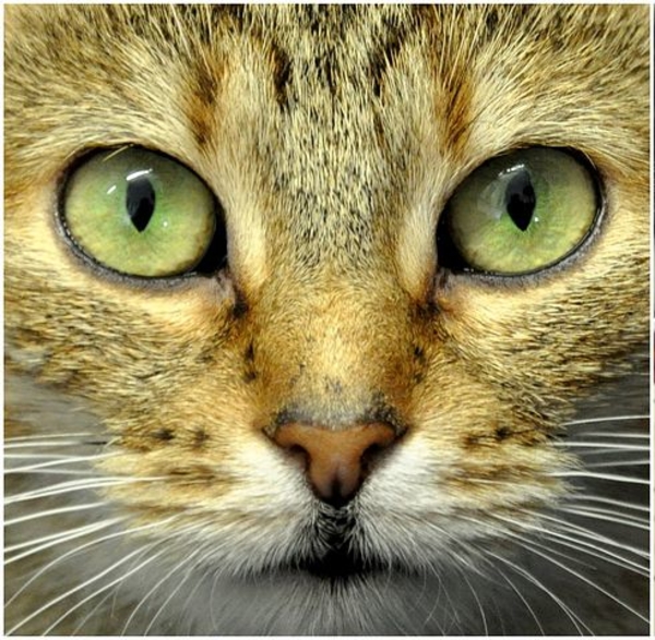 cats-eyes-3385452__480