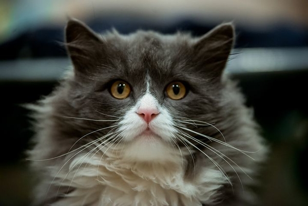 gray-cat-with-white-muzzle-4597108__480