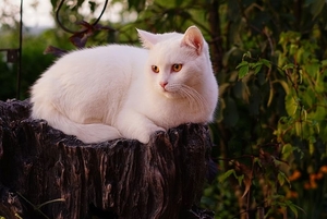 white-cat-4424507__480