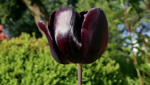 Copy (1) of tulip-4201971__480