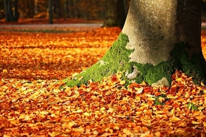 fall-foliage-1913485__480