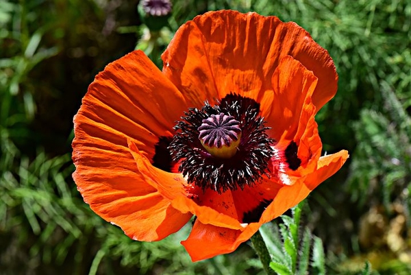 poppy-4251084__480