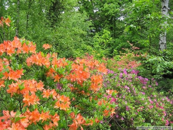Arboretum 06 (Small)