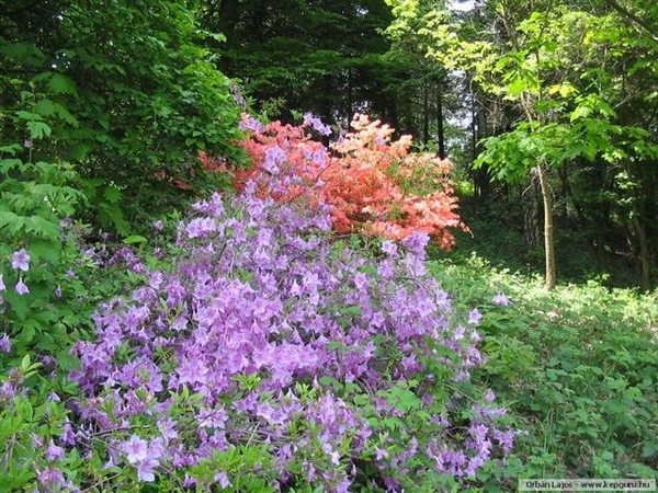 Arboretum 08 (Small)