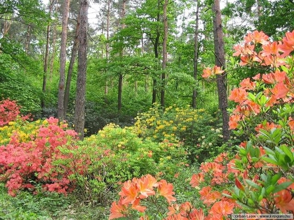 Arboretum 12 (Small)