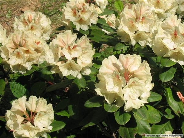 Arboretum 15 (Small)