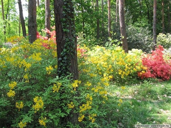 Arboretum 17 (Small)