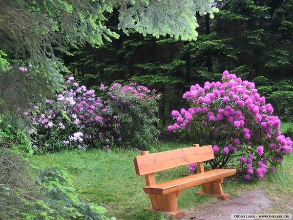 Arboretum 19 (Small)