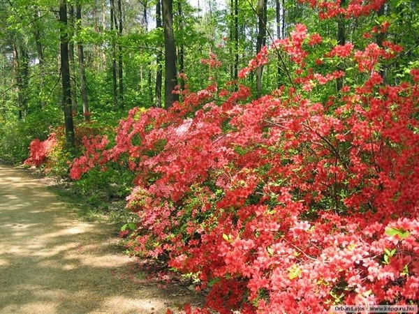 Arboretum 20 (Small)