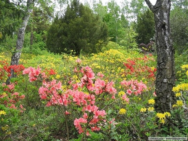 Arboretum 24 (Small)