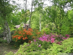 Arboretum 27 (Small)